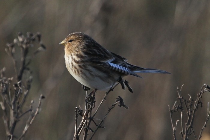 Twite