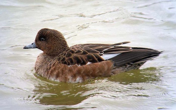 Wigeon