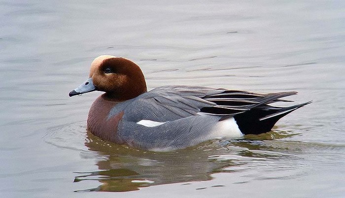 Wigeon