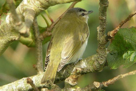 Red-eyed Vireo