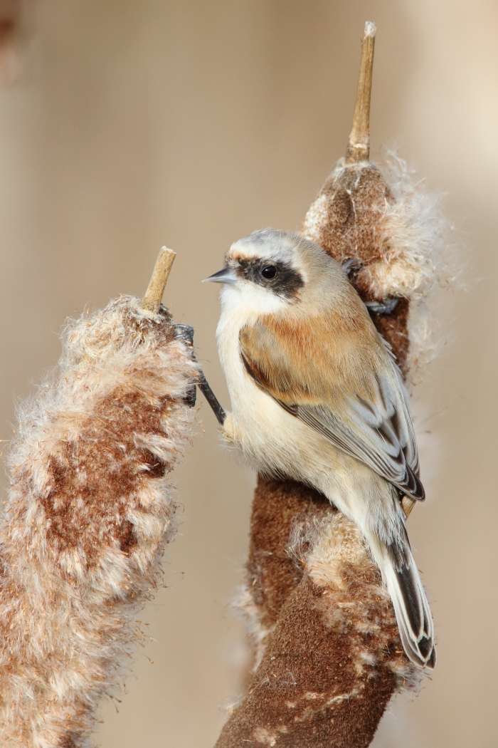 Penduline Tit