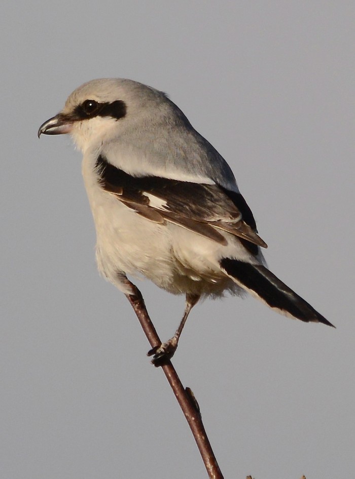 Great Grey Shrike