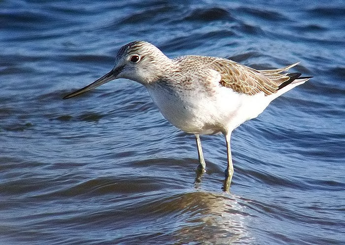 greenshank