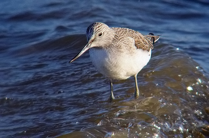 Greenshank
