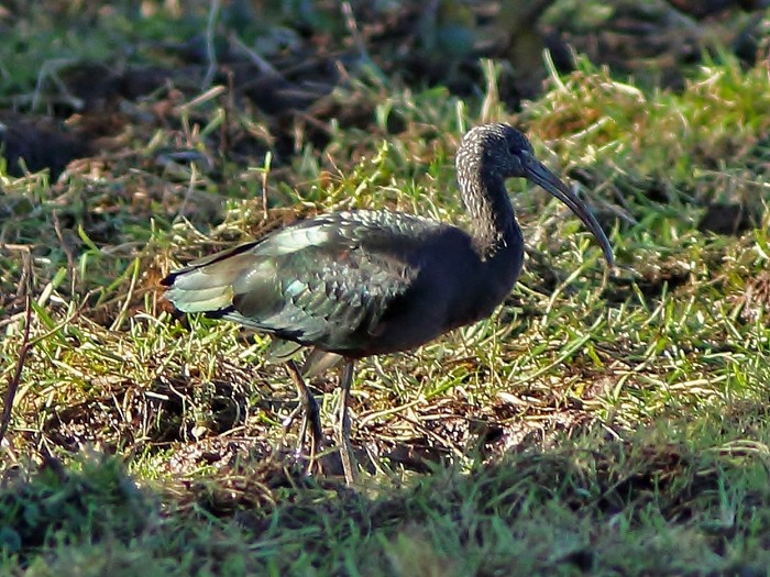 Glossy Ibis