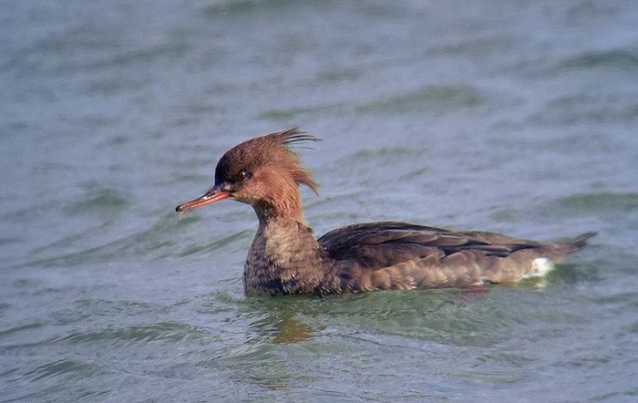 Red-breasted Merganser
