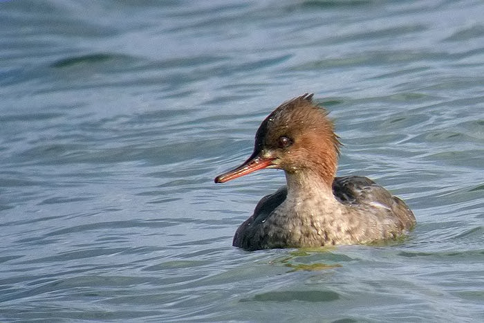 Red-breasted Merganser