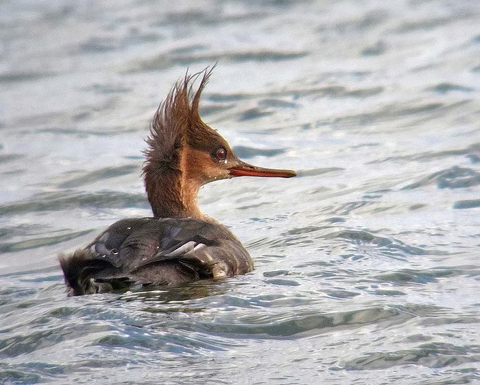Red-breasted Merganser