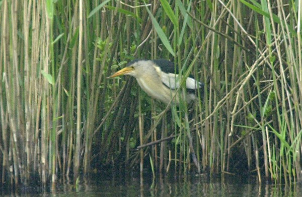 Little Bittern
