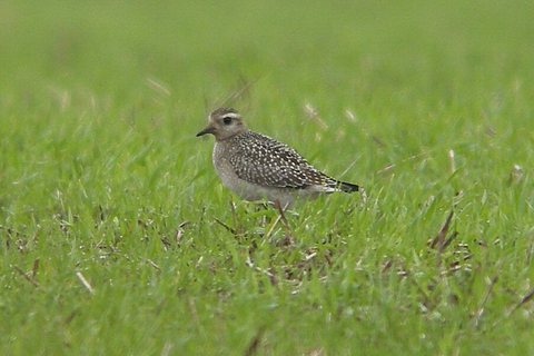 American Golden Plover