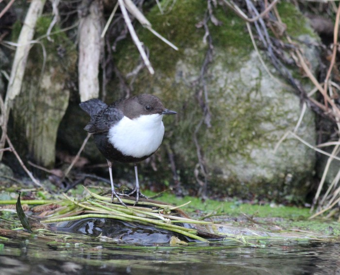 Black-bellied Dipper