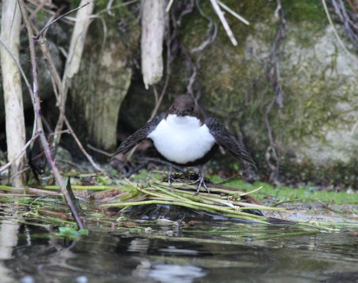 Black-bellied Dipper