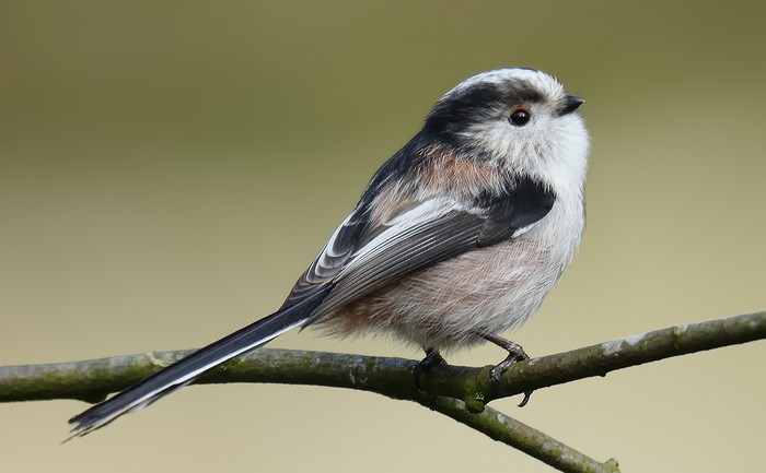 Long-tailed Tit
