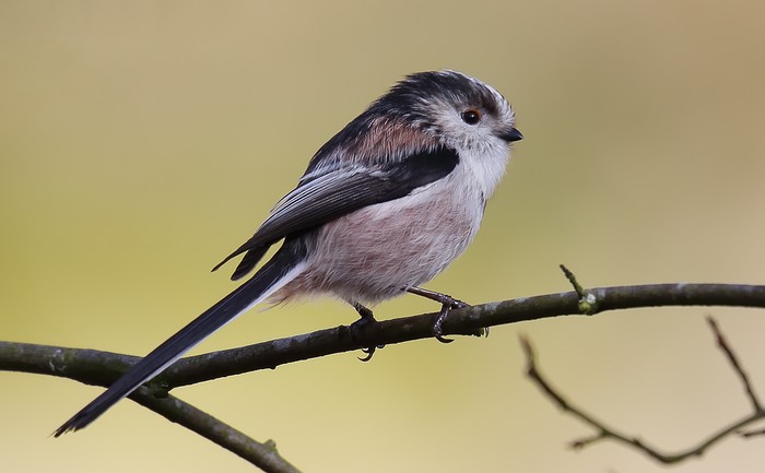 Long-tailed Tit