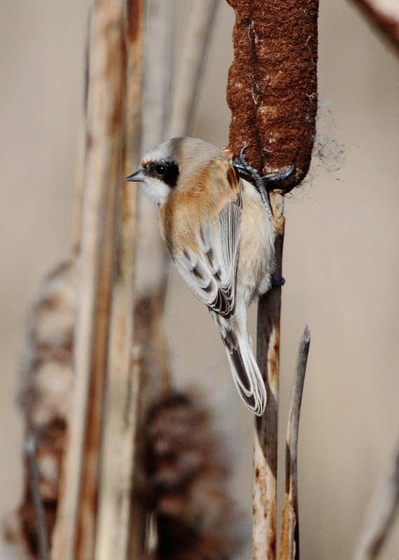 Penduline Tit