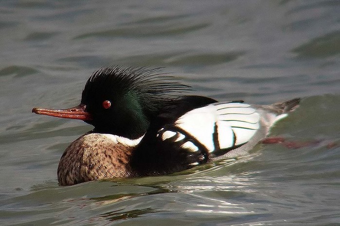 Red-breasted Merganser