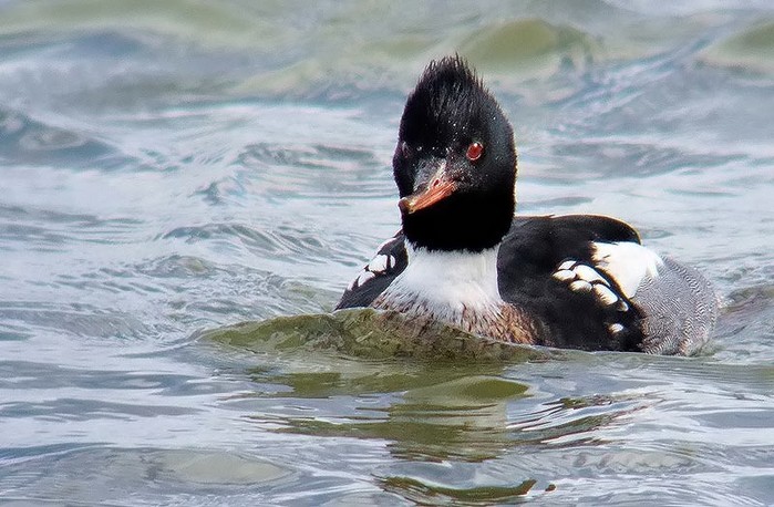 Red-breasted Merganser