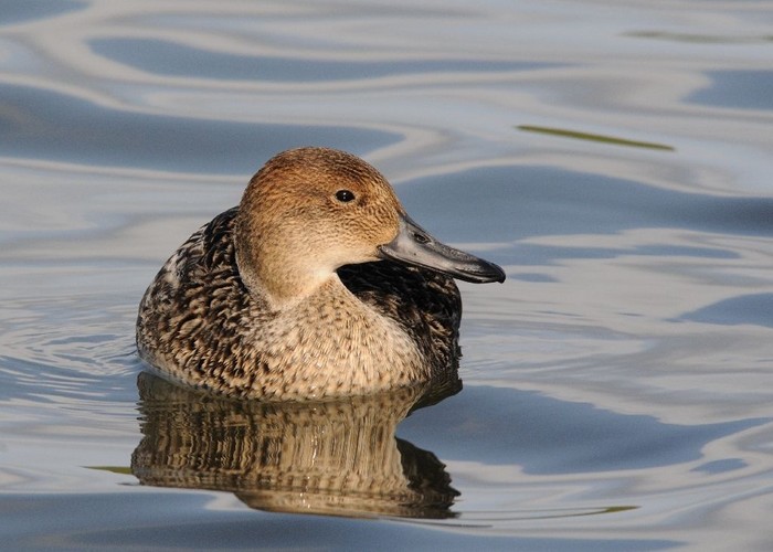 Pintail