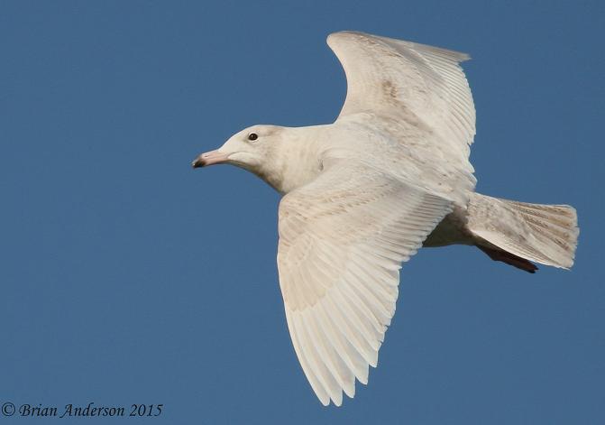 Glaucous Gull