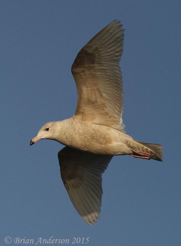 Glaucous Gull