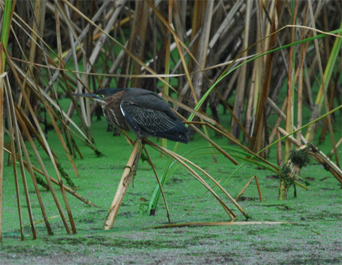 Green Heron