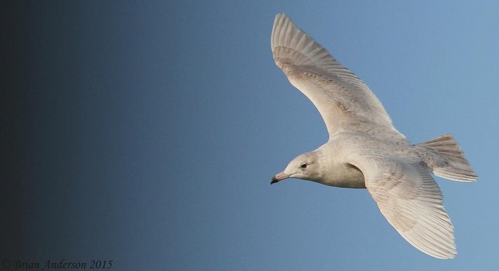 Glaucous Gull