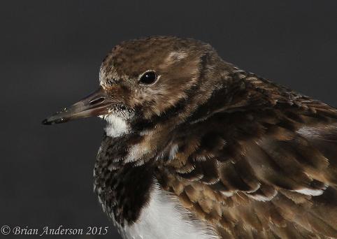 Turnstone