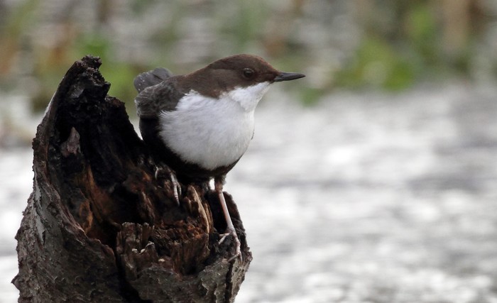 Black-bellied Dipper