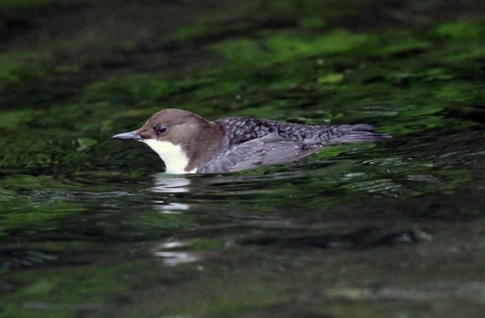 Black-bellied Dipper