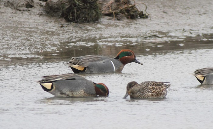 Green-winged Teal