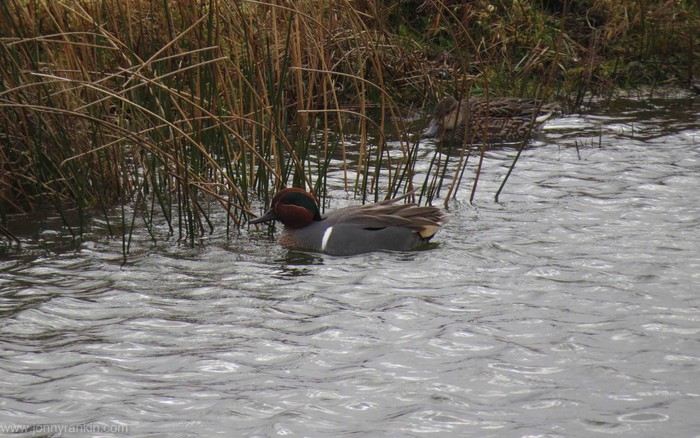 Green-winged Teal