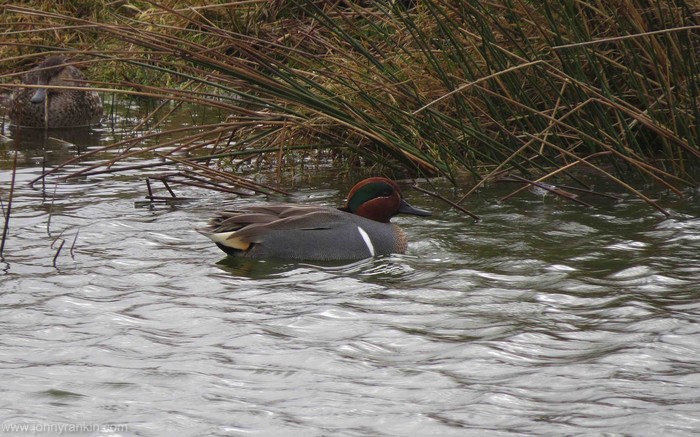 Green-winged Teal