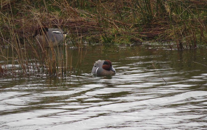 Green-winged Teal