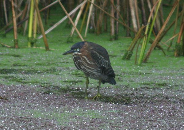 Green Heron