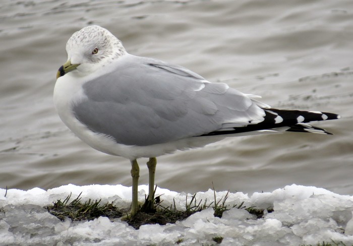 Ring-billed Gull