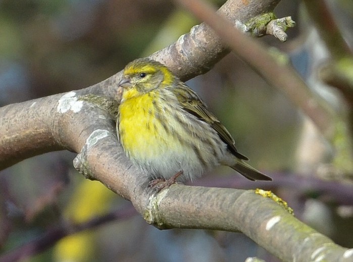 Serin