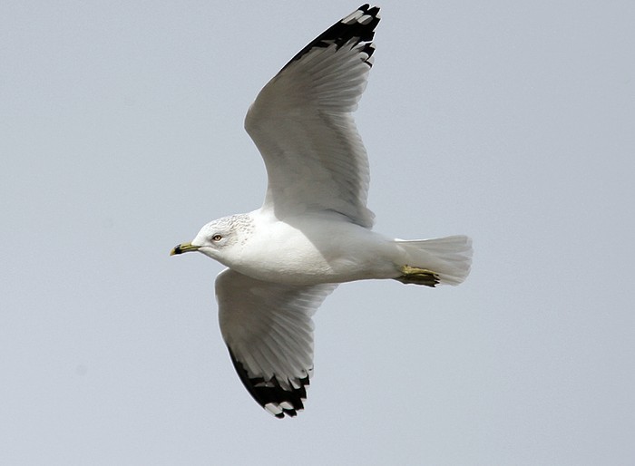 Ring-billed Gull