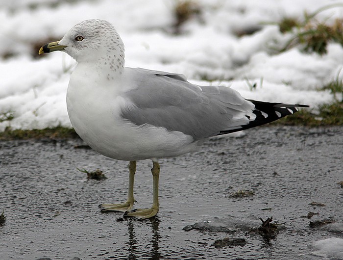 Ring-billed Gull