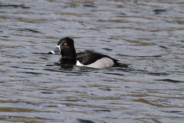 Ring-necked Duck