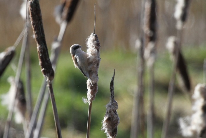 Penduline Tit