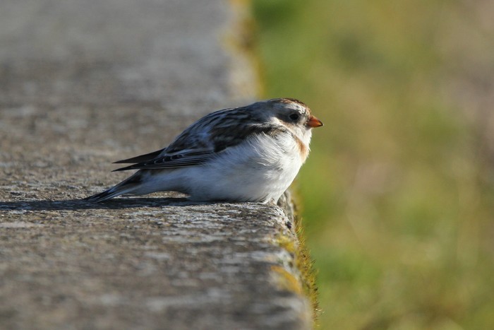 Snow Bunting