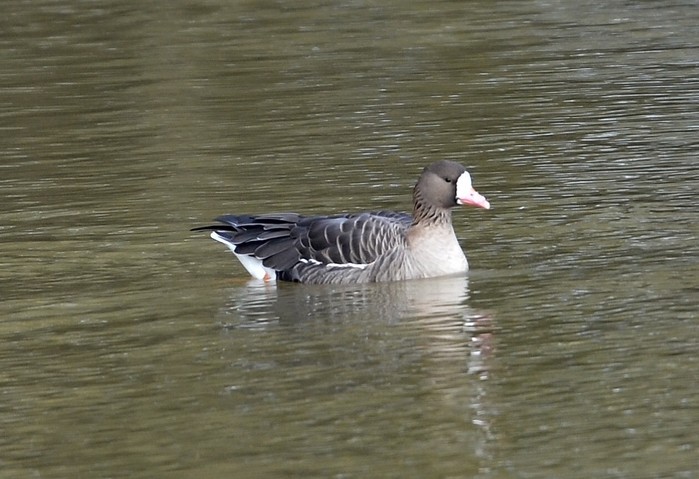 Eurasian White-fronted Goose