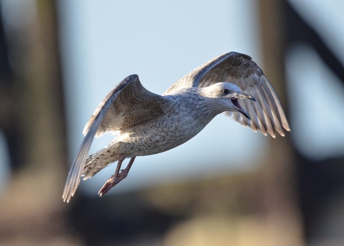 Kumlien's Gull