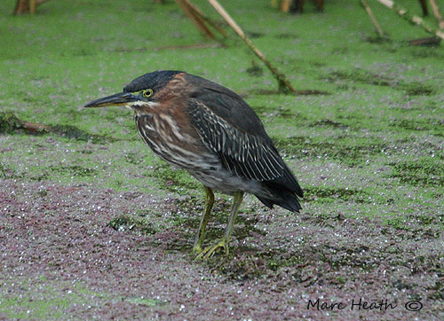 Green Heron