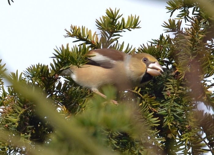 Hawfinch