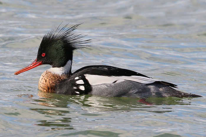 Red-breasted Merganser