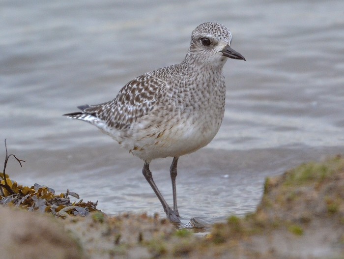 Grey Plover
