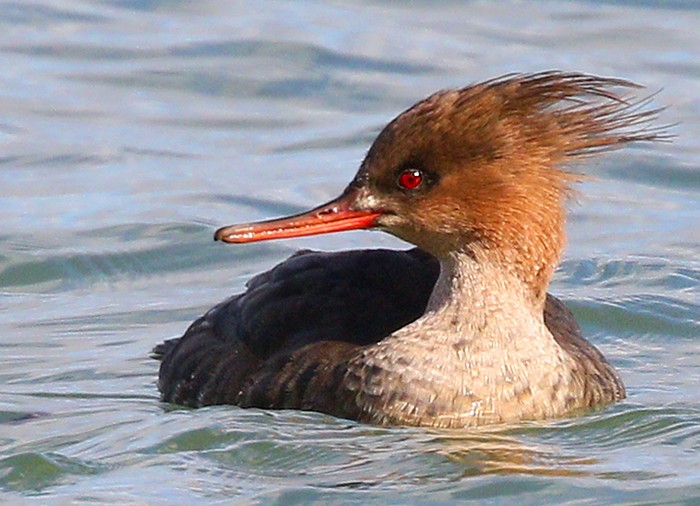Red-breasted Merganser