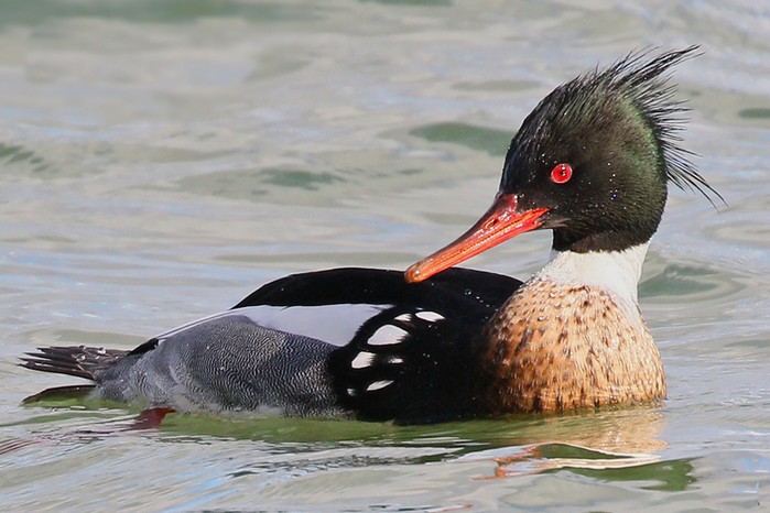 Red-breasted Merganser