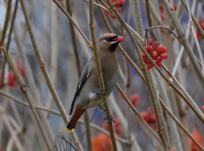 Waxwing